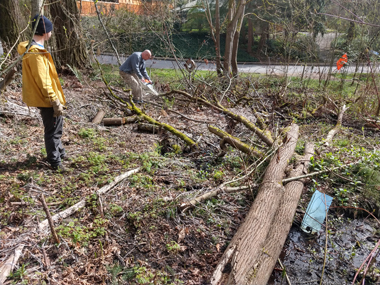 Friend-of-CHRP Ken brought his chainsaw and CHRP members Sean and Kent helped him relocate a large section of a big leaf maple tree that fell during a Winter storm. Fortuantely, no flora was damaged by the tree fall.