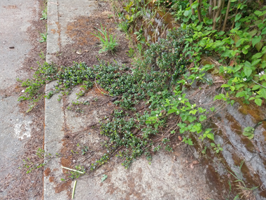 During the pandemic, nature got a bit of a break from human activity. CHRP was no exception, as shown by this knick-knick that ventured out into a parking area that has not had any cars in it for more than a year.